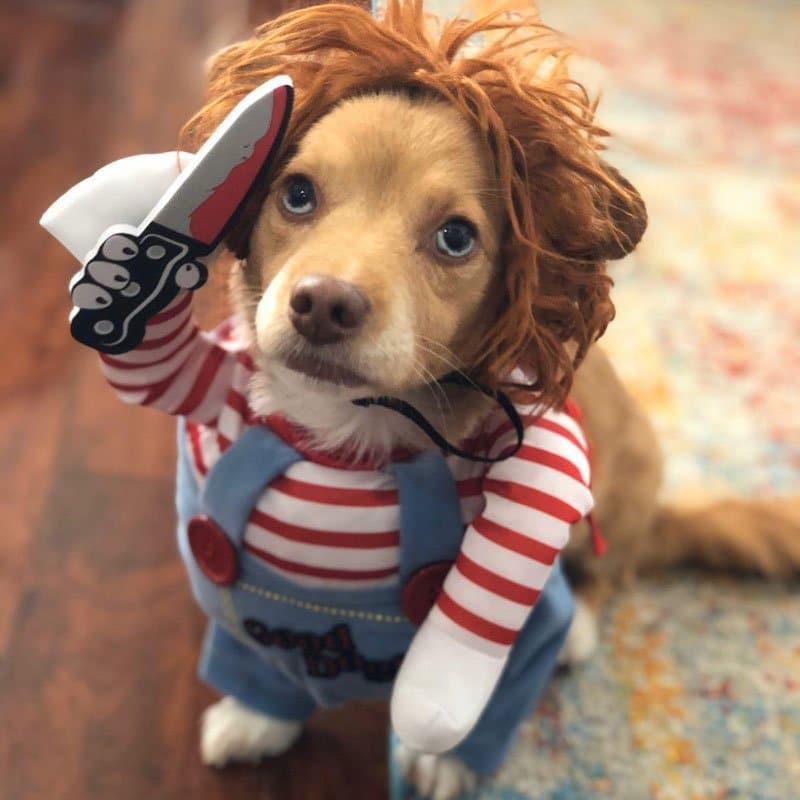 chucky-dog-halloween-costume