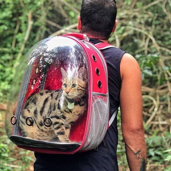 The Navigator Cat Bubble Backpack Red
