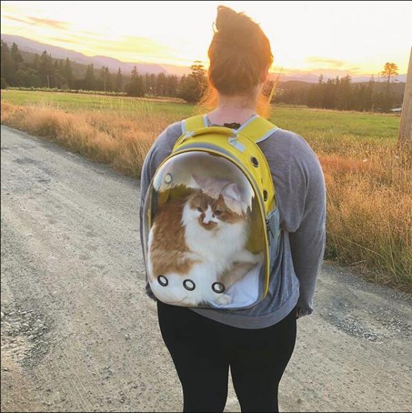 The Navigator Cat Bubble Backpack yellow
