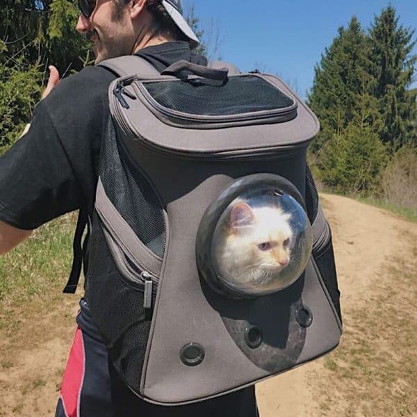 fat cat backpack