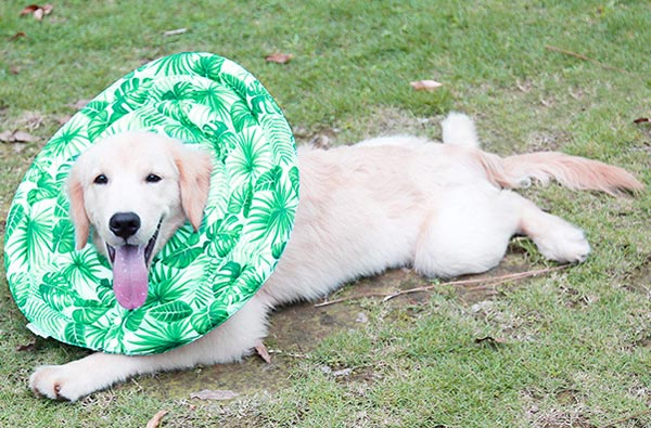 Helping-Pets-Heal-in-Comfort