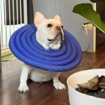 dog elizabethan collar alternative