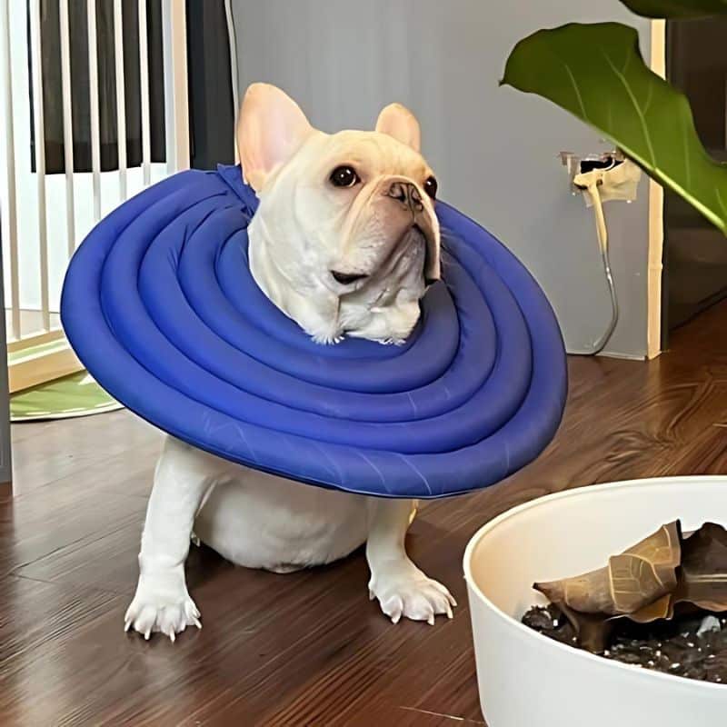 dog elizabethan collar alternative