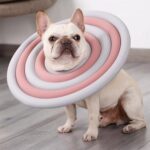 cone in dogs