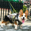 ElitePet Small and Medium Dog Winter Puffer Coats with Harness camo