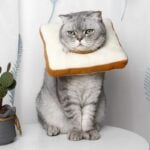bread cat cone collar
