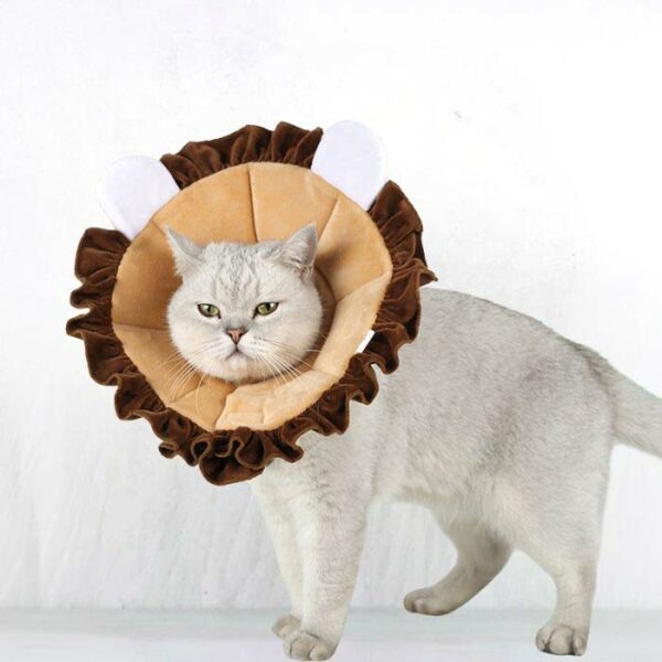 cat cones for eye surgery