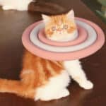 cat elizabethan collar