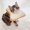 bread cone for cats