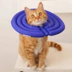 cat surgical collar
