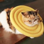 cone of shame for cats
