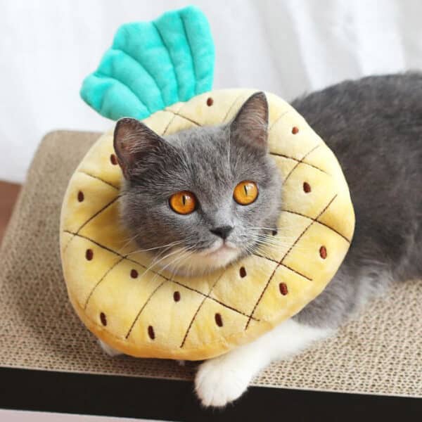 cute alternative to cat cone pineapple