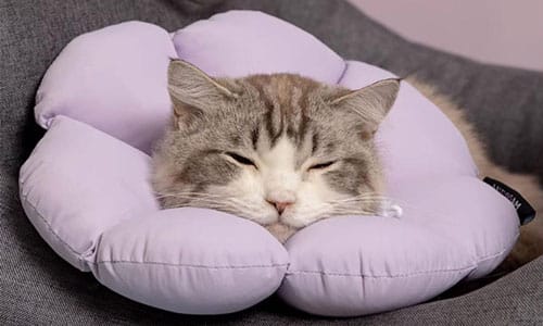 cute flower shaped cat cone