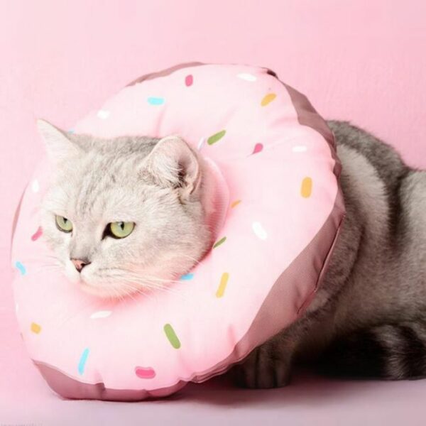 donut for cat neck