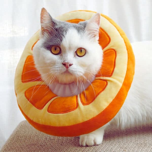 elizabethan collar cat