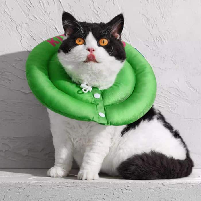 Lilyvera cat collar outlet