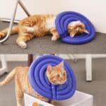 surgical cone for Tabby cat