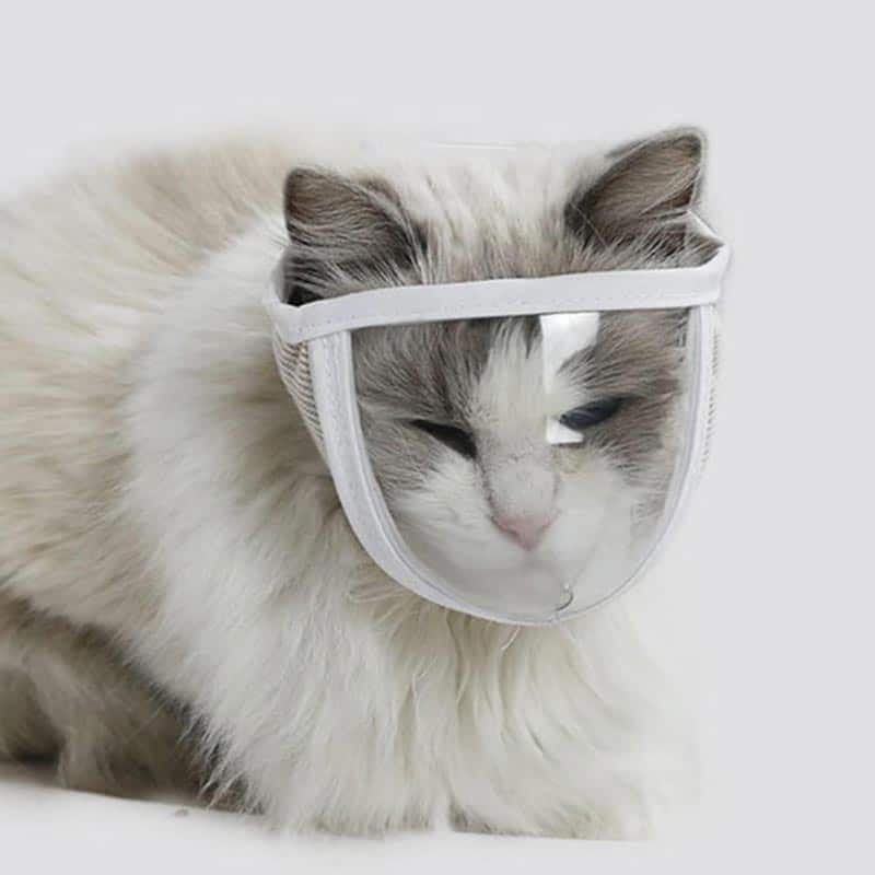 Cat mouth muzzle 2025