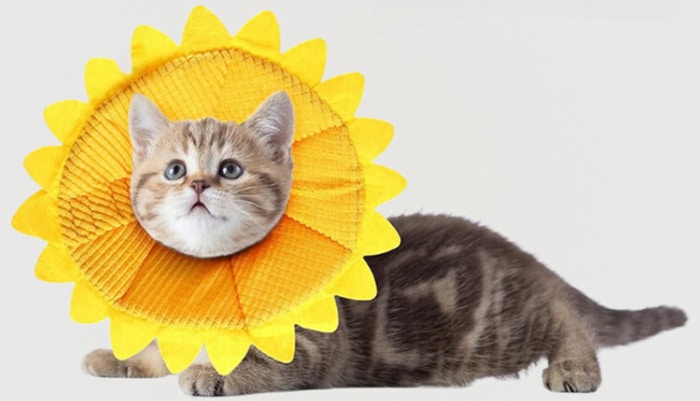 Sunflower Cat Recovery Collar Cone