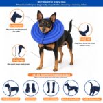 best recovery collar for dogs