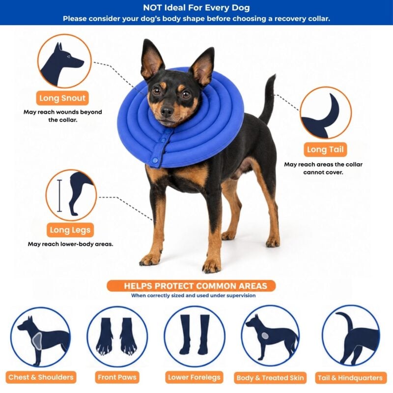 best recovery collar for dogs