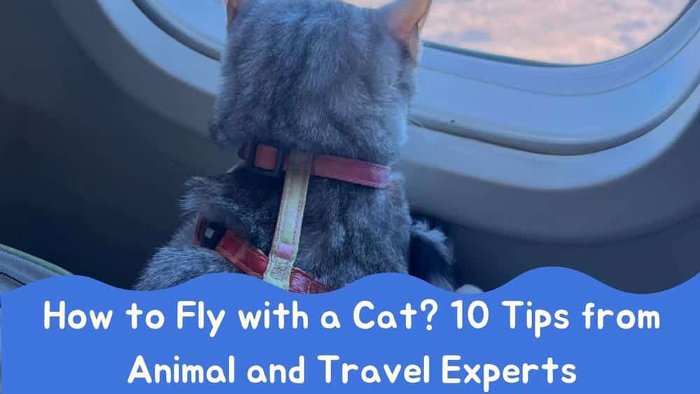 How do I prepare my cat for a flight