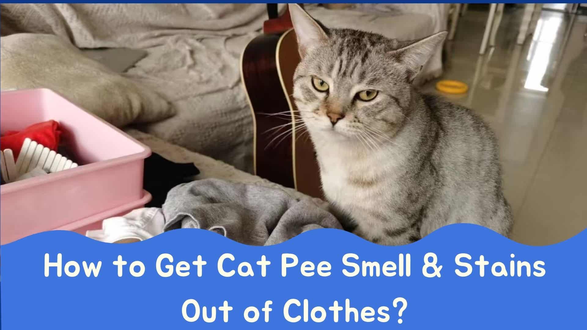 How to Get Cat Pee Smell Out of Clothes