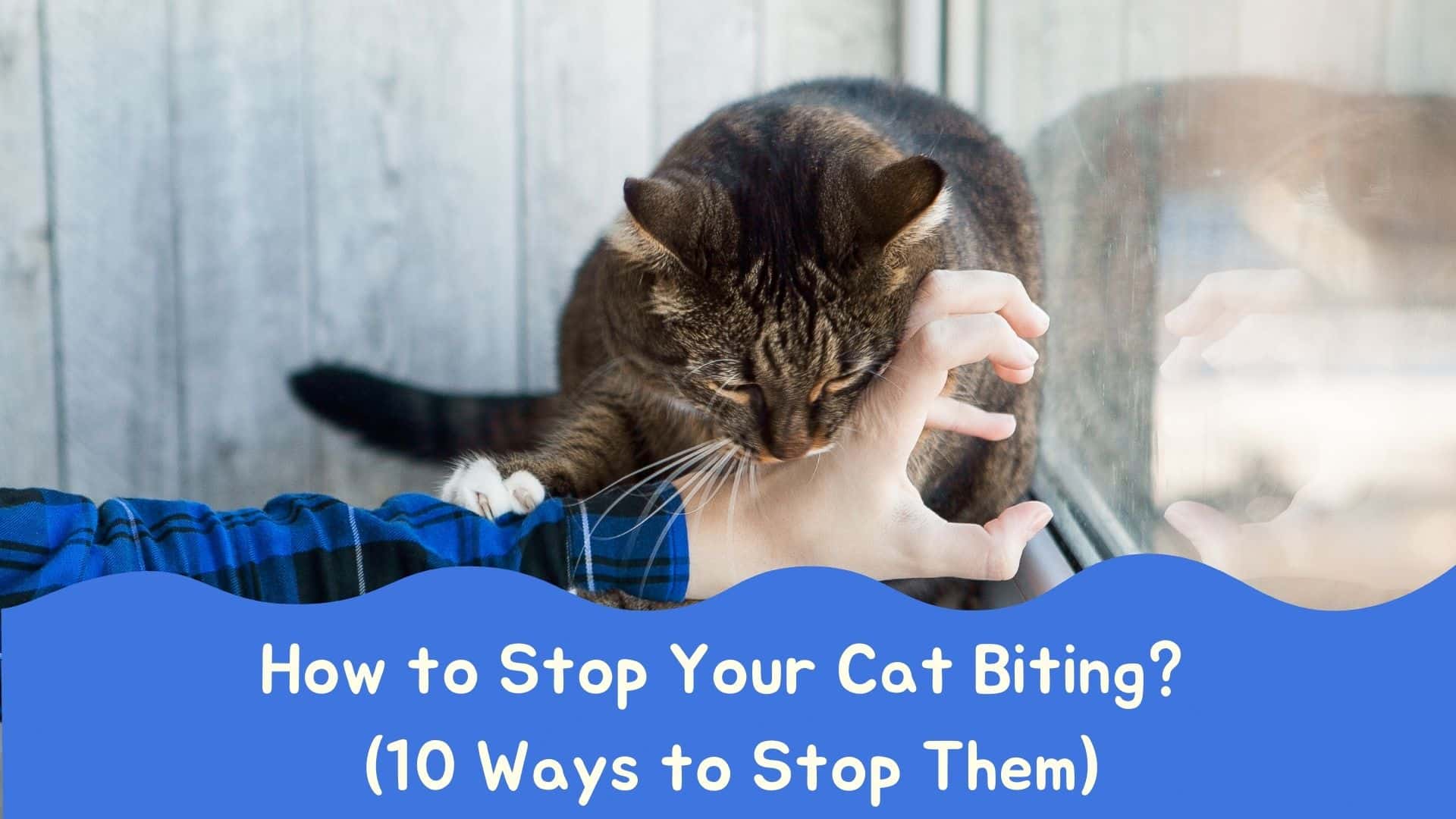 How to Stop Your Cat Biting