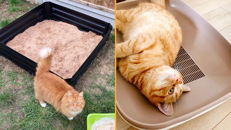 How to Train Your Cat to Pee and Poop Outside
