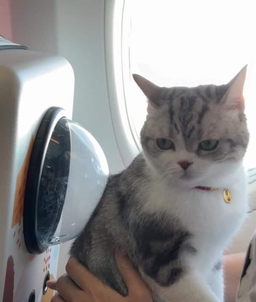 flying with cats tips