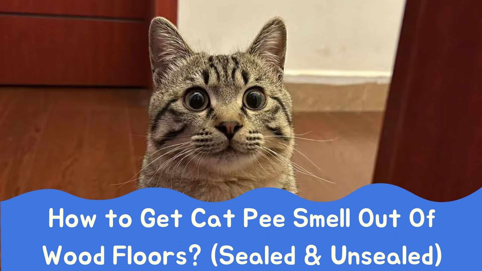 How to Get Cat Pee Smell Out Of Wood Floors