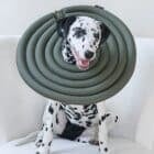 a Dalmatian with a soft dog cone