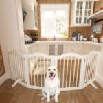 A happy Labrador Retriever sits in front of a freestanding, white wooden dog gate positioned to block off access of a well-organized kitchen.