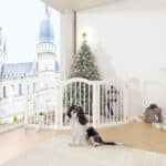 A Cavalier King Charles Spaniel poses near a white dog gate surrounding a Christmas tree.